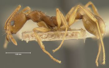 Media type: image;   Entomology 22779 Aspect: habitus lateral view